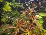 Ludwigia brevipes.