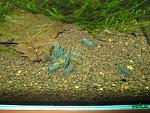 Neocaridina cf. zhangjiajiensis var. blue (Blue Pearl Shrimp)