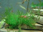 Chrismas moss