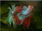 mini aquafanat com ua betta crown tail 6
