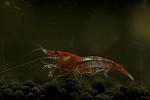 red rili
