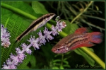 mini aquafanat com ua betta splendens 09!!!