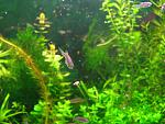 rasbora