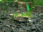 Peacock moss  slondajk
