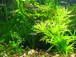 rasbora2