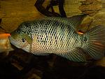 motaguensis 