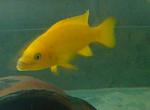 Neolamprologus leleupi yellow