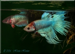 mini aquafanat com ua betta splendens crown tail 06