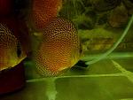 IMG 0828