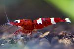 RED RUBY