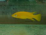 Neolamprologus leleupi orange