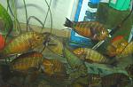 golden kazumba1