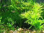 rasbora1