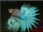 mini aquafanat com ua betta splendens crown tail!!!