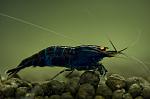 poisonblue