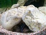 Neolamprologus tretocephalus,    :).
