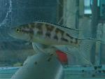 Neolamprologus buescheri gombi