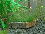 Flame moss   