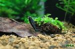 "Deep Blue tiger shrimp"