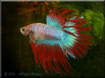 mini aquafanat com ua betta crown tail 5