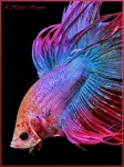 mini aquafanat com ua betta crown tail 11