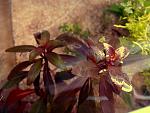   /  Ludwigia Peruvian