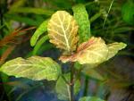 Hyptis lorentziana