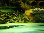 Peckoltia sabaji L075, L124