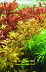 Rotala macrandra "green narrow leaf"