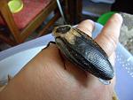 2011 04 16 Blaberus craniifer Black