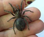 2011 04 22 Brachypelma albopilosum