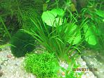   / Blyxa japonica