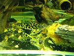 Peckoltia sabaji L075, L124