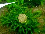   / Pogostemon helferi