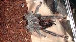 Avicularia avicularia