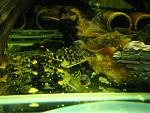 Peckoltia sabaji L075, L124  LDA16