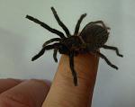 2011 04 22 Brachypelma albopilosum
