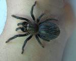 2011 04 22 Brachypelma albopilosum