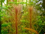   / Rotala wallichii