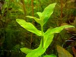   / Ammania multiflora