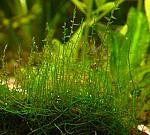 Leptodictyum riparium Stringy Moss