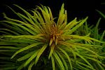 04/05/2011- Ludwigia inclinata var. verticillata ''Cuba''