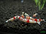 Caridina cf. cantonensis 'Crystal Red' (CRS)