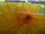    / Myriophyllum tuberculatum 5  