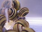  "Asolene spixi",
