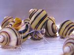  "Asolene spixi",