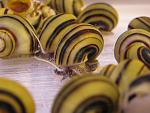  "Asolene spixi",