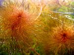    / Myriophyllum tuberculatum1  