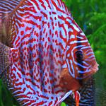 RED Leopard 1