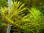  / Limnophila aromatica